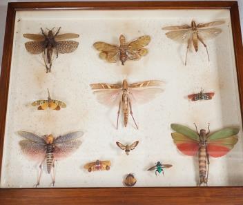 Full Catalogue Entry
