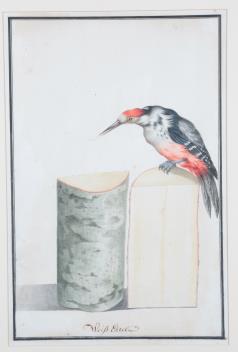 Full Catalogue Entry