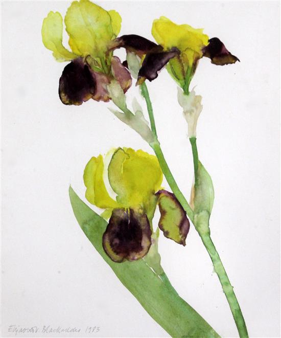 § Dame Elizabeth Violet Blackadder O.B.E. (1931-) Study of yellow irises 14 x 12.5in.