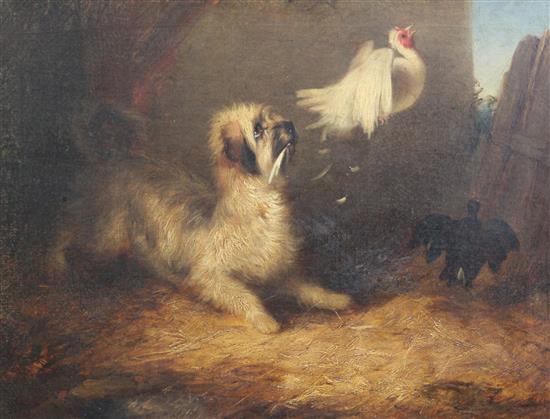 Circle of George Armfield A terrier chasing chickens, 20 x 26in. Circle of George Armfield A terrier chasing chickens, 20 x 26in.