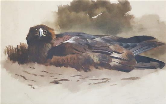 Archibald Thorburn (1860-1935) Eagle sitting on nest 11 x 16.5in. Archibald Thorburn (1860-1935) Eagle sitting on nest 11 x 16.5in.