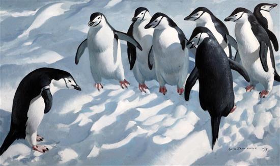 § Keith Shackleton (1923-2015) Flipper - Marked for Science - Chinstrap penguins 17.5 x 29.5in. § Keith Shackleton (1923-2015) Flipper - Marked for Science - Chinstrap penguins 17.5 x 29.5in.