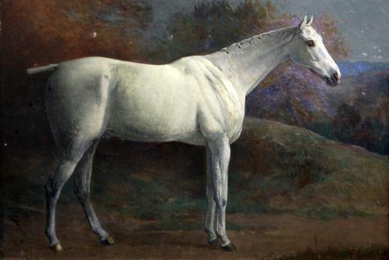 Frank P. Mahony (1862-1916) Portrait of a grey horse Smoke 13.5 x 19.5in. Frank P. Mahony (1862-1916) Portrait of a grey horse Smoke 13.5 x 19.5in.