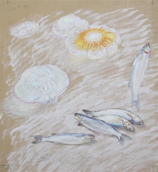 William Shackleton (1872-1933) Studies of fish and eels Largest 14.5 x 20in. unframed. William Shackleton (1872-1933) Studies of fish and eels Largest 14.5 x 20in. unframed.