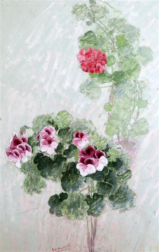 William Shackleton (1872-1933) Botanical studies Largest 20 x 15in. unframed. William Shackleton (1872-1933) Botanical studies Largest 20 x 15in. unframed.