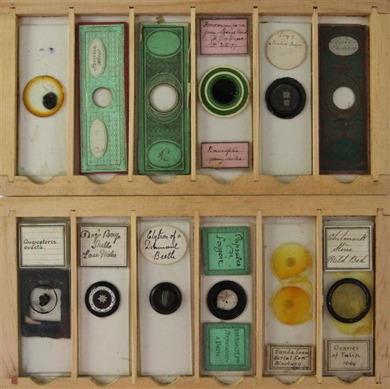 A collection of 19th century and later microscope slides, A collection of 19th century and later microscope slides,