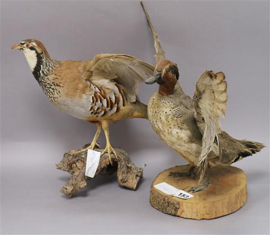 A taxidermic partridge and duck A taxidermic partridge and duck
