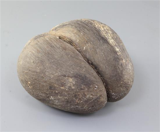 A coco-de-mer nut, 9.5in. A coco-de-mer nut, 9.5in.
