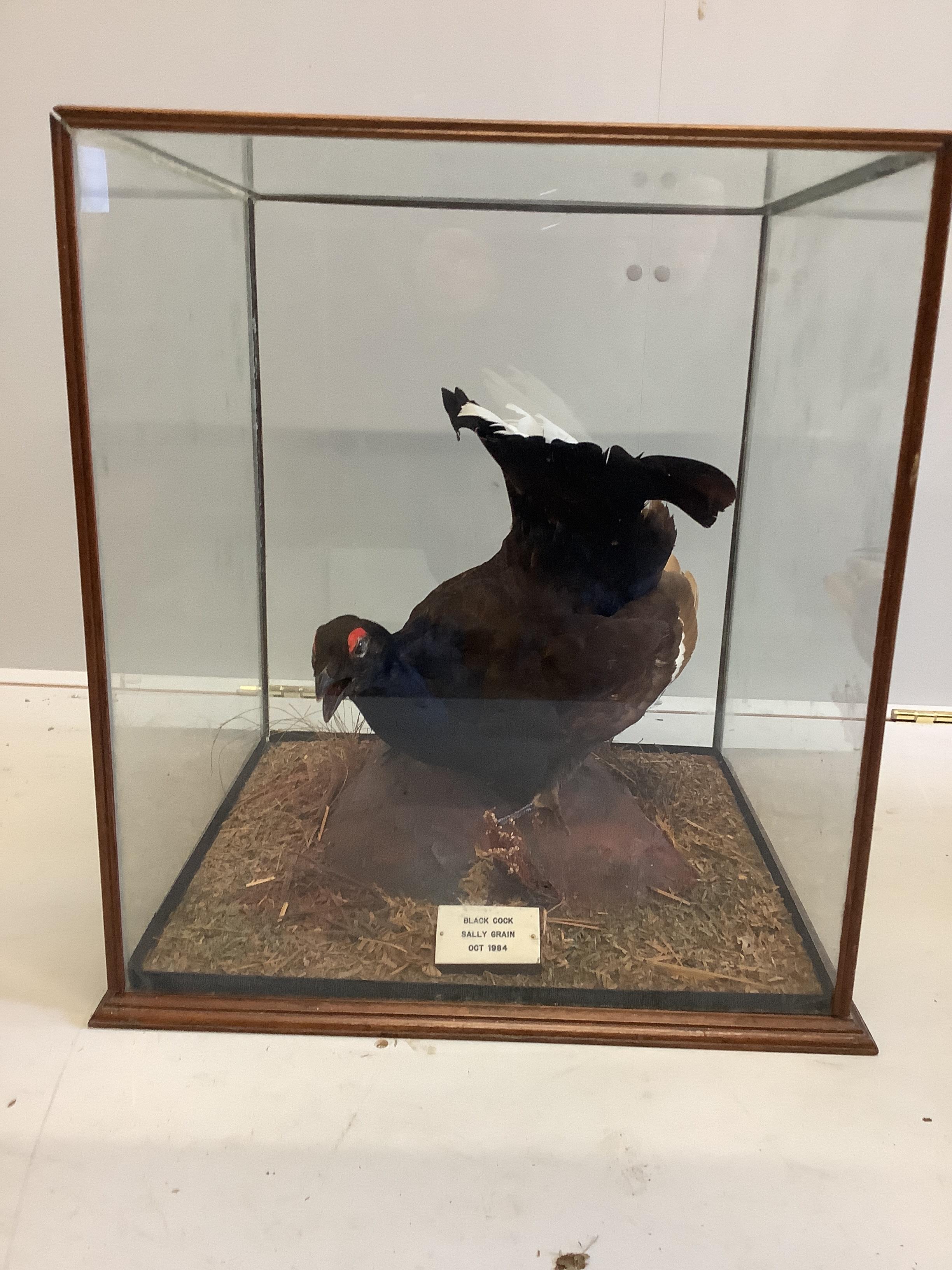 A 20th century taxidermy black grouse in glass case, labelled 'Black Cock, Sally Grain, Oct 1984,' width 46cm, depth 44cm, height 53cm                                                                                      