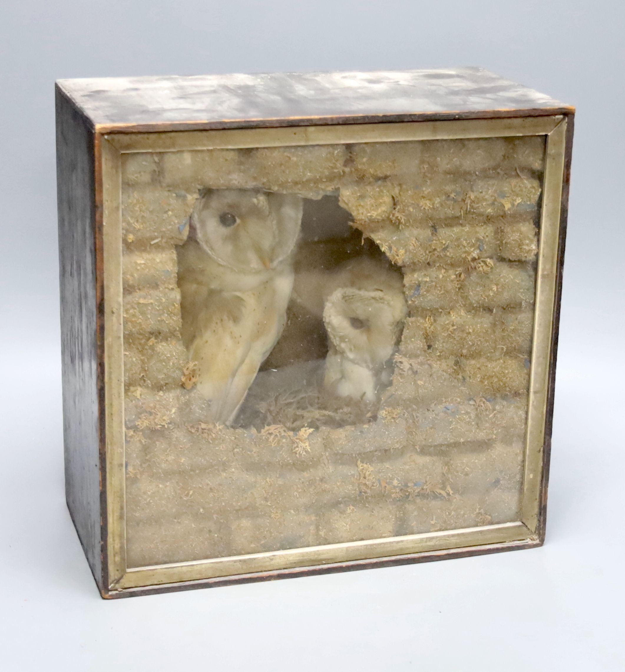 Two taxidermic barn owls within glazed case, 34cm wide                                                                                                                                                                      