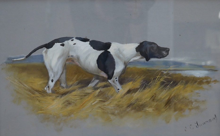 20th century, gouache and mixed media, Study of an English pointer, signed J. C. Junneurd?, 31 x 49cm. Condition - fair to good                                                                                             