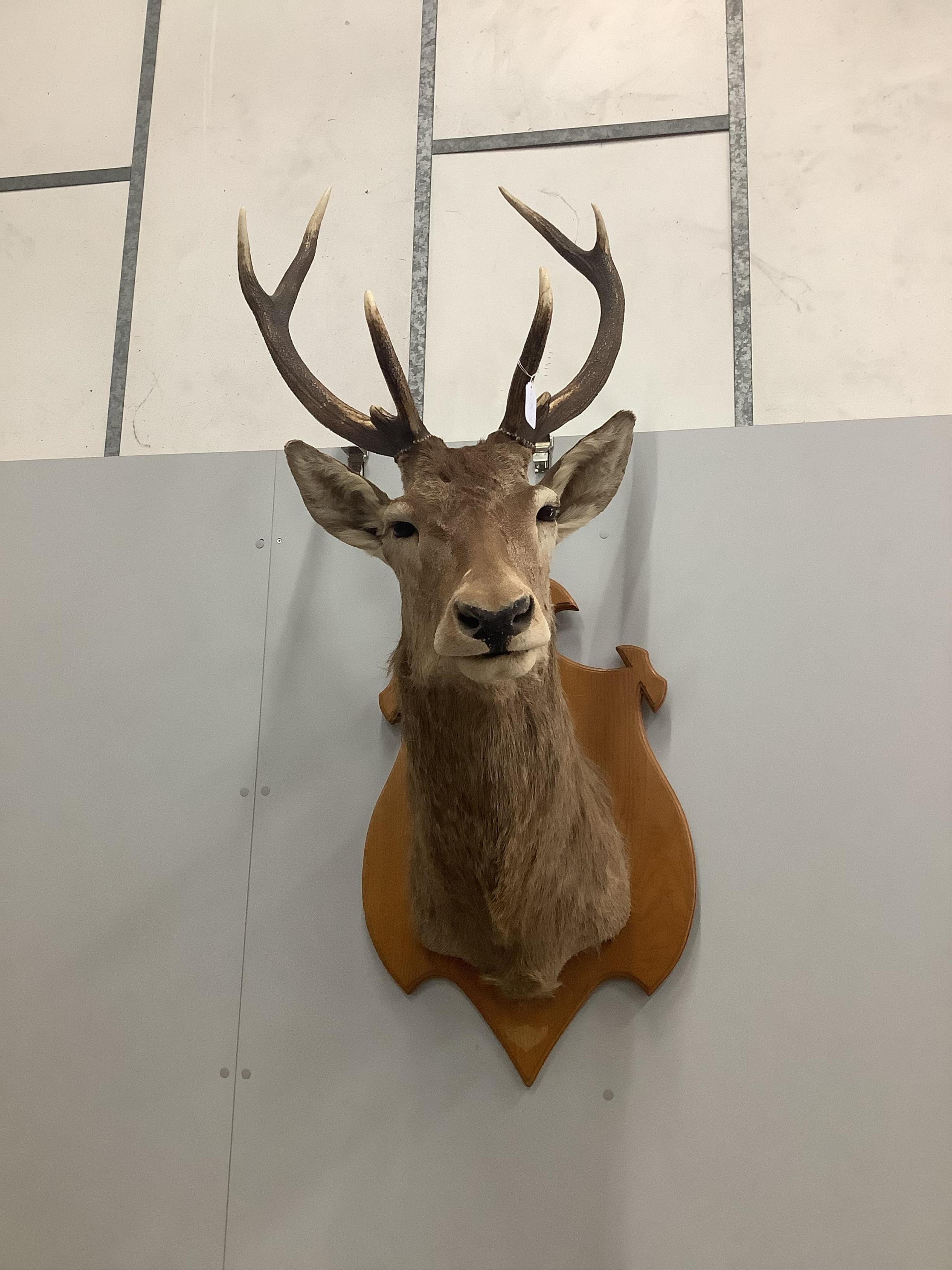 A large taxidermy stag head wall trophy, on oak shield shaped backplate, height 140cm. Condition - good                                                                                                                     