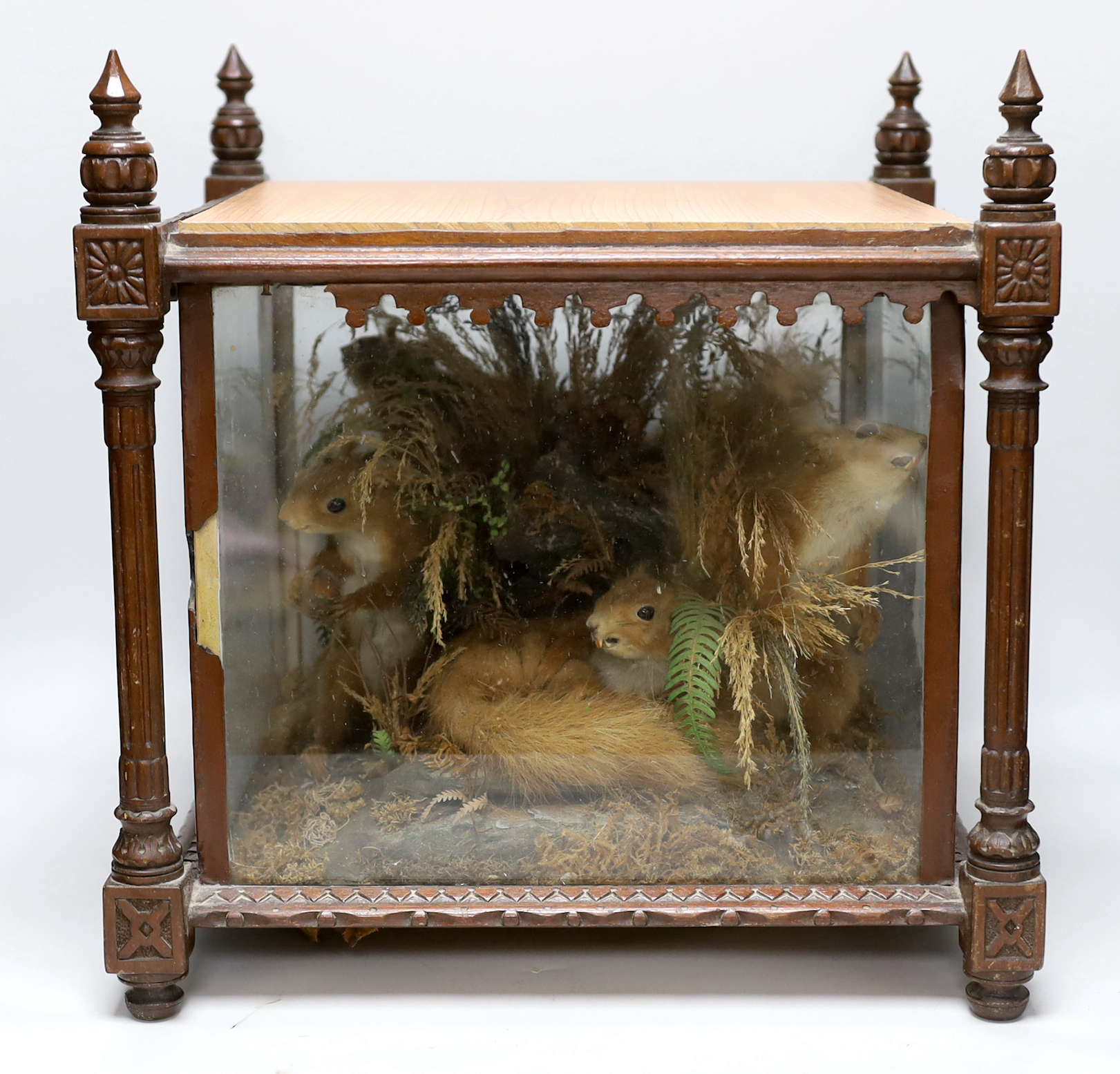 A taxidermic group of four squirrels in foliage, in a carved walnut cabinet, 41.5cm high x 40cm wide x 40cm deep                                                                                                            