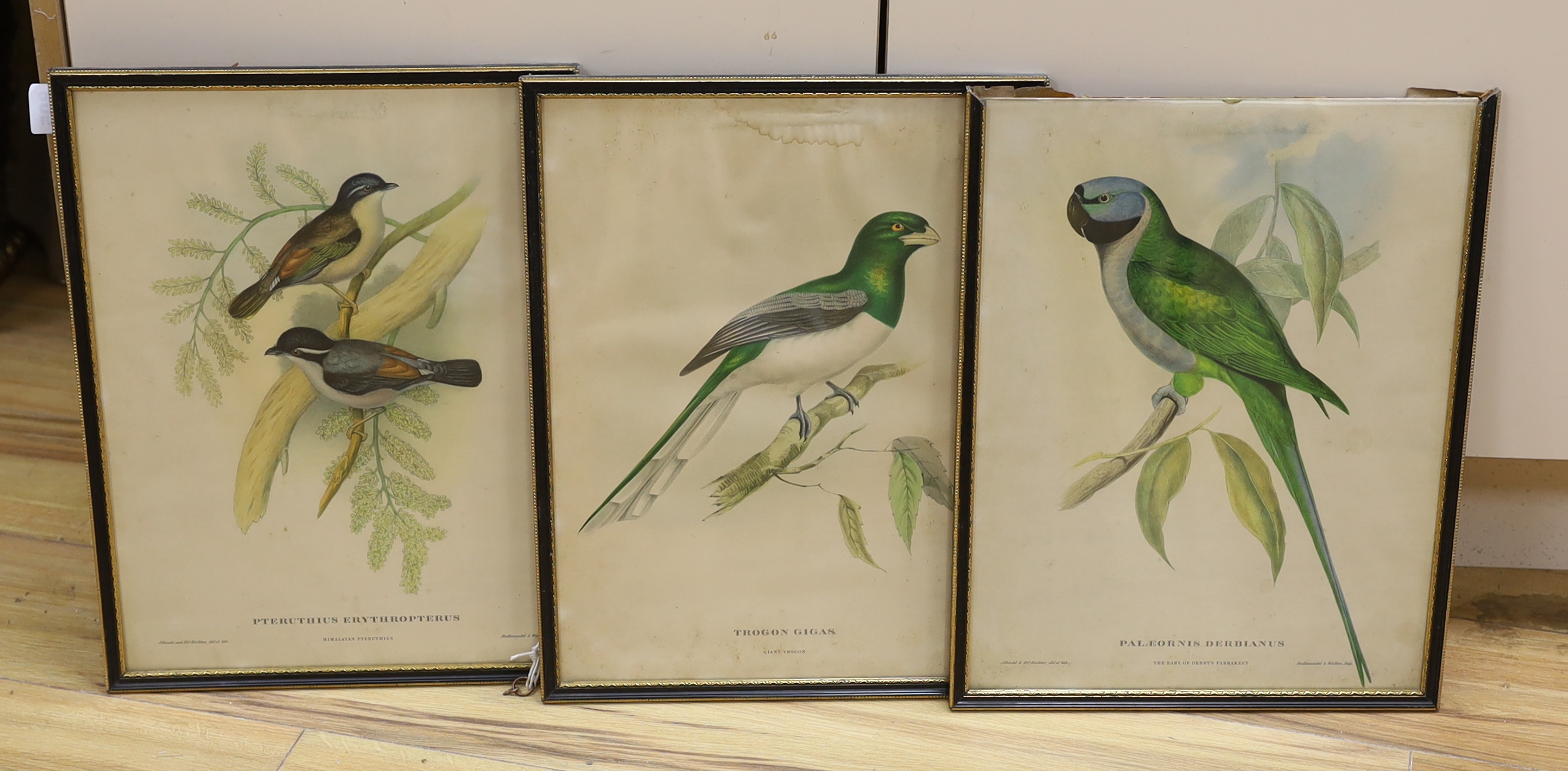After John Gould (1804-1881) and H C Richter (1821-1902), set of three colour lithographs, including ‘Giant Trogon’ and ‘The Earl of Derby's parakeet’, 39 x 29cm                                                           