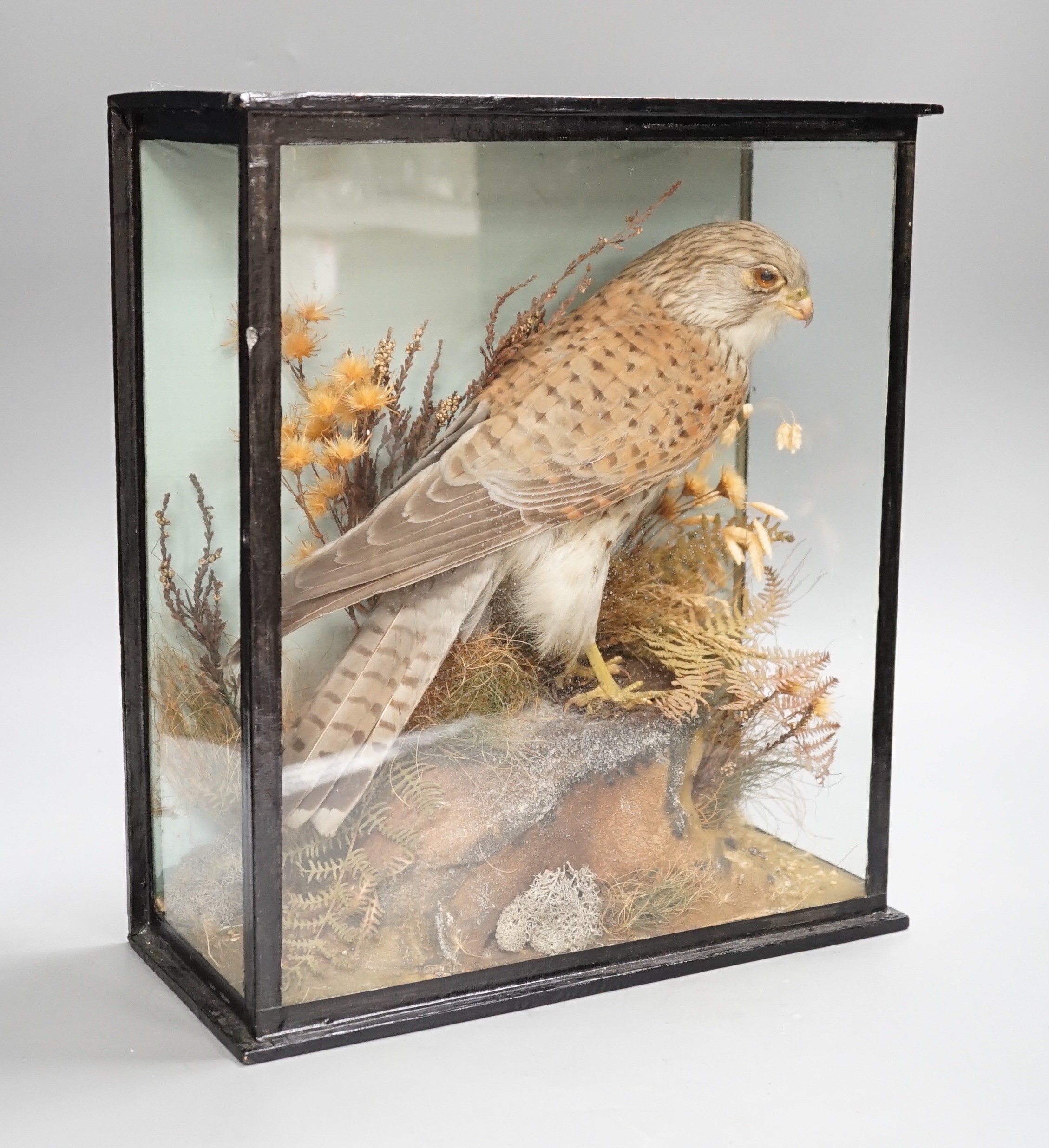 A cased taxidermic kestrel, case 31cms wide x 35cms high.                                                                                                                                                                   