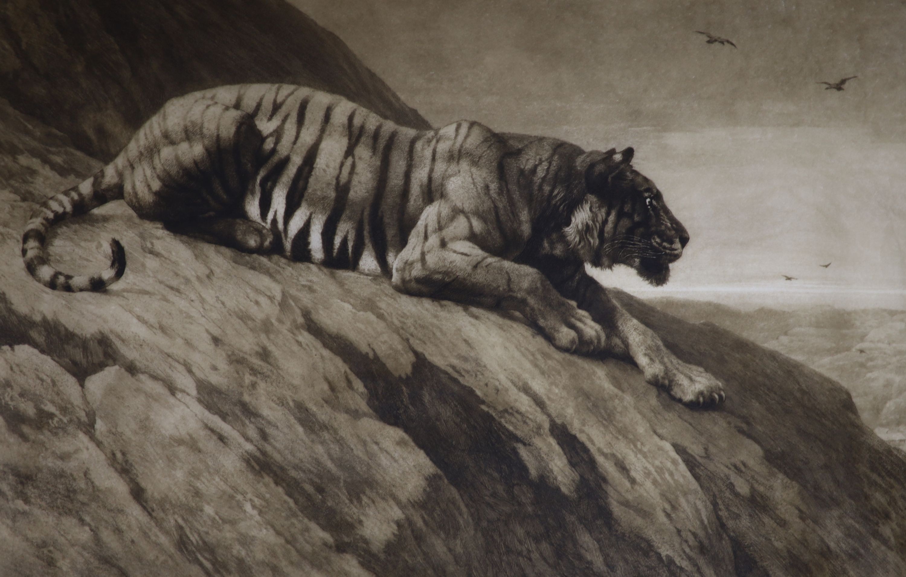 Herbert Thomas Dicksee (1862-1942), etching, Stalking tiger, signed in pencil, 46 x 69cm                                                                                                                                    