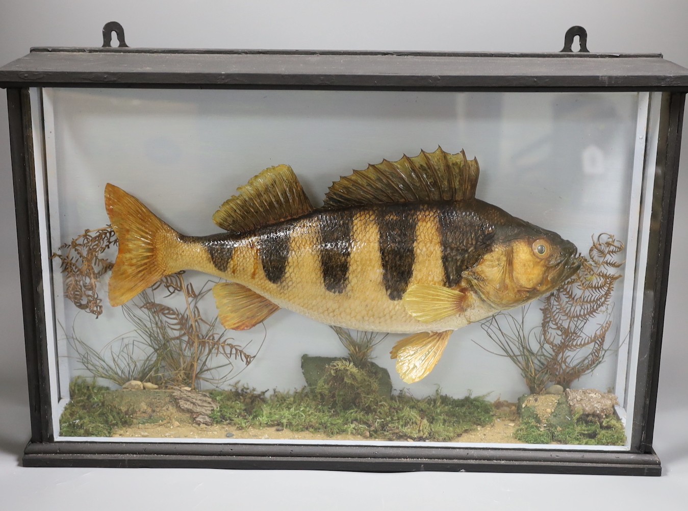 Taxidermy, a cased Perch, label to back, caught by DJ Burr, River Ure, Sept 1985, case 52 cms wide                                                                                                                          