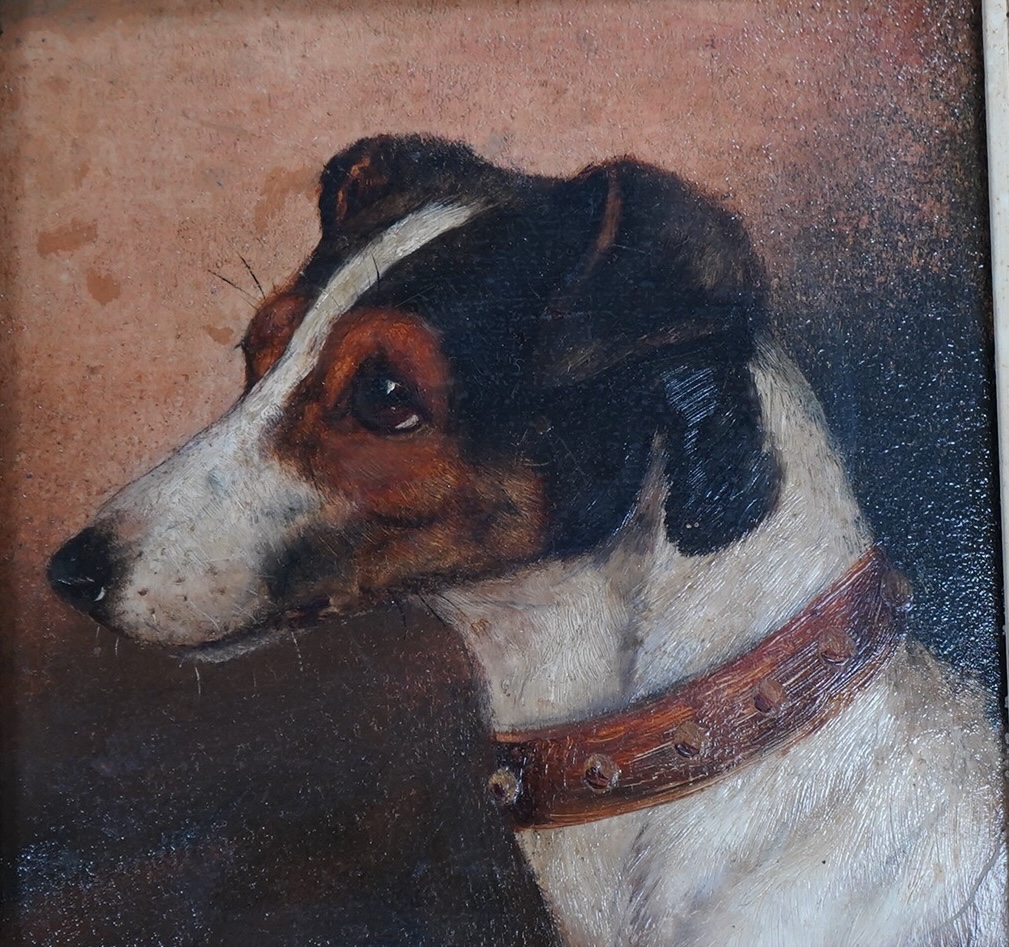 Early 20th century English School, oil, Study of a Jack Russell terrier, unsigned, 14 x 14cm, gilt framed. Condition - fair to good                                                                                         