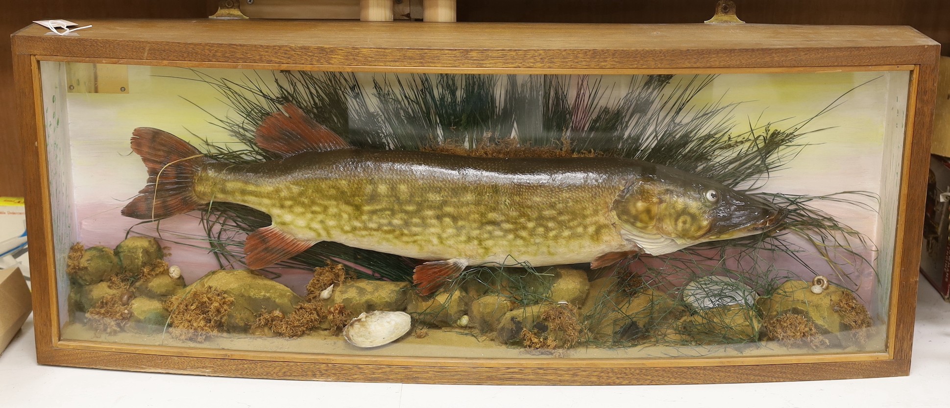 A large cased taxidermic pike, 107 cm wide x 40.5 high.                                                                                                                                                                     