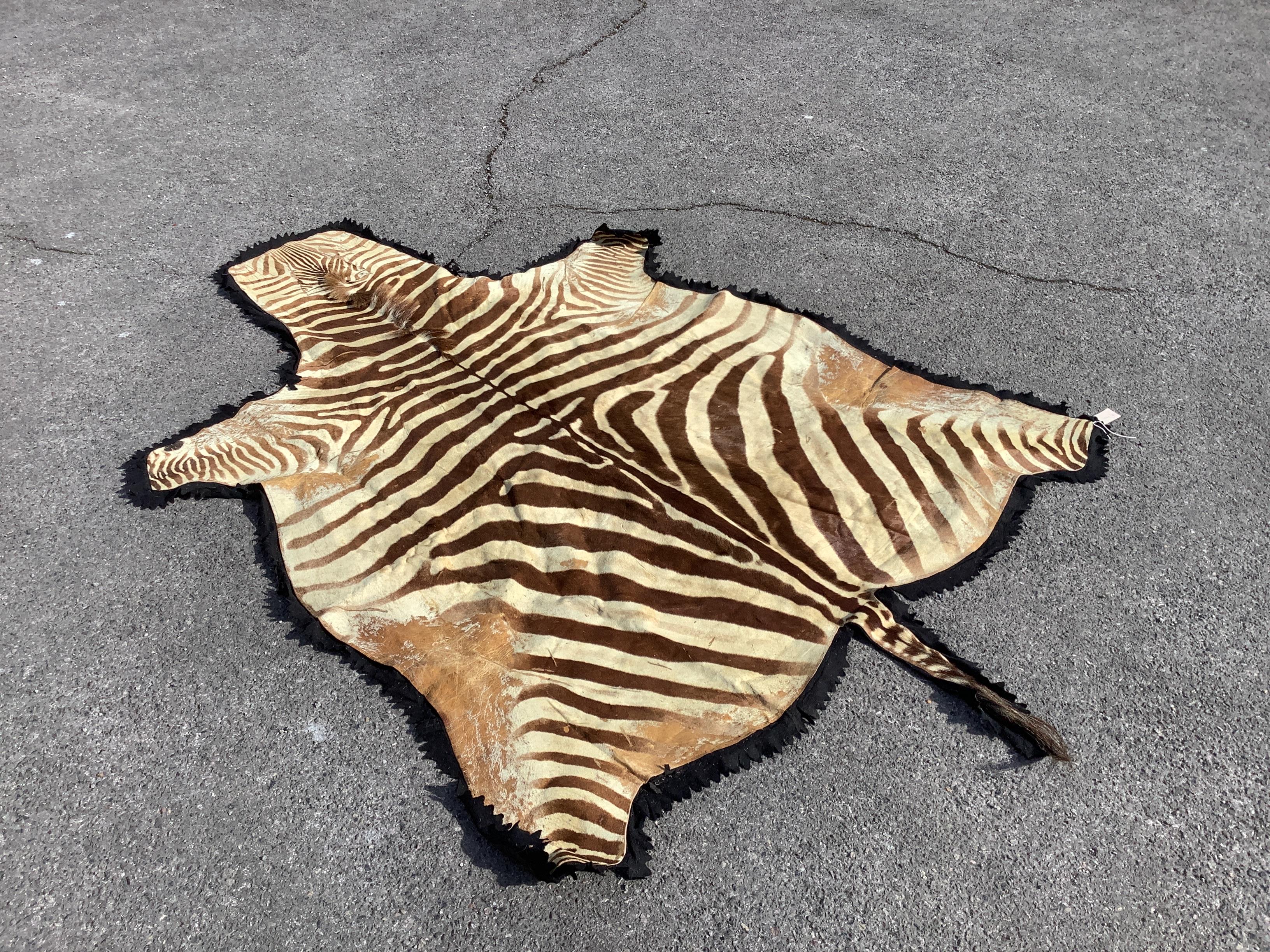 A felt backed zebra skin rug, 250 x 104cm                                                                                                                                                                                   