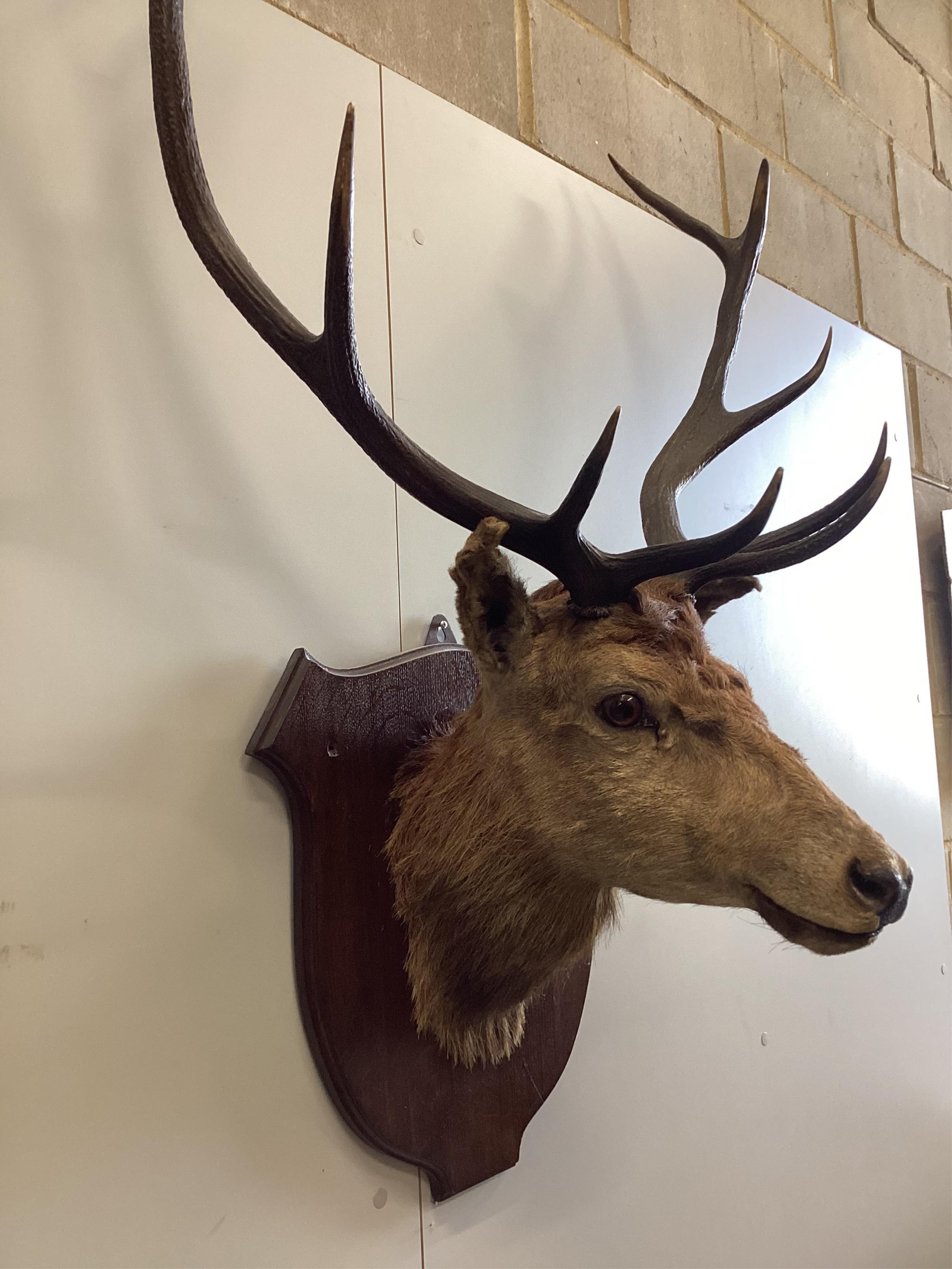 A taxidermy stag head wall trophy on oak shield shaped back plate, height 106cm. Condition - fair                                                                                                                           