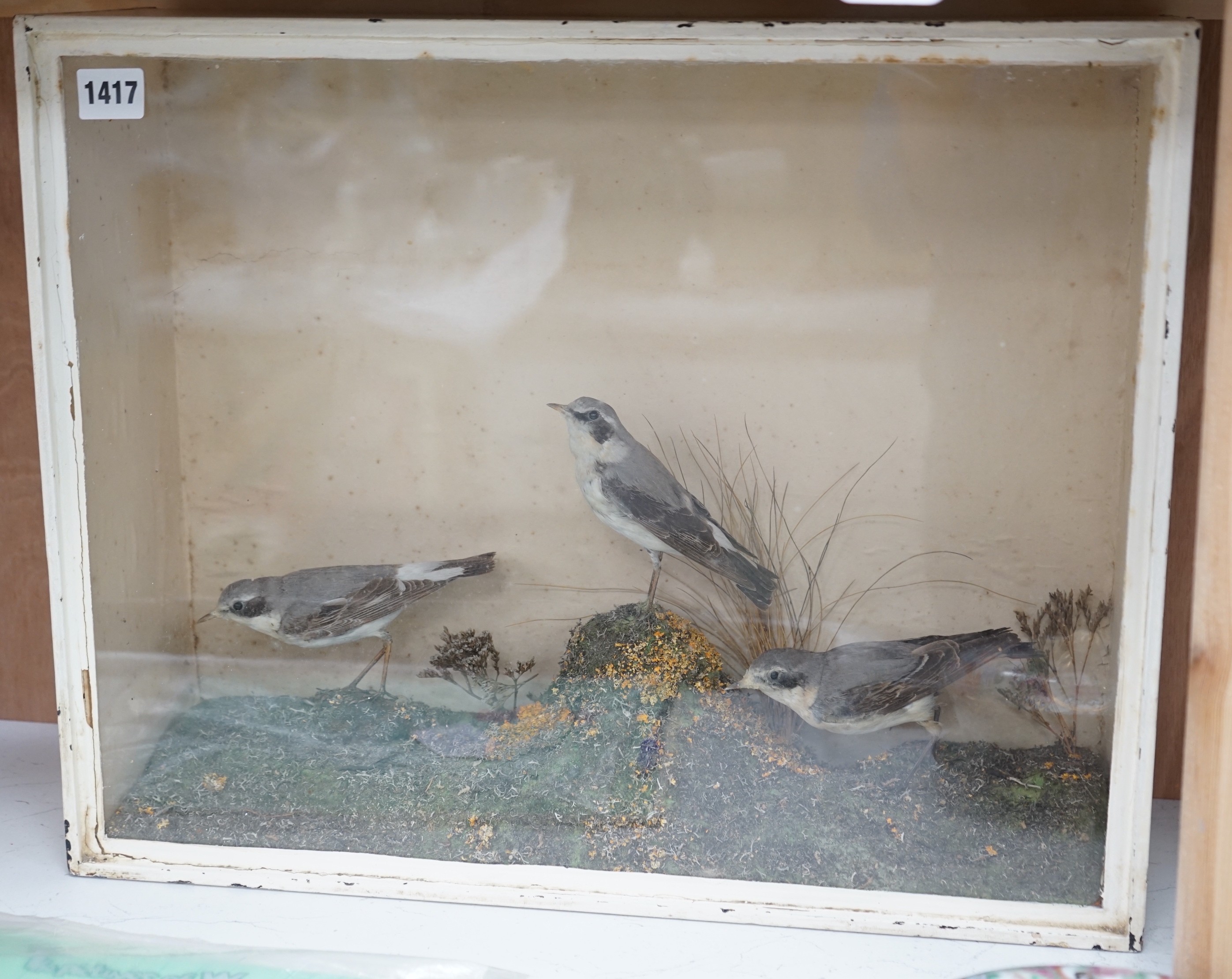 A taxidermic case of three Wheatear birds, case 51cms wide x 40cms high                                                                                                                                                     