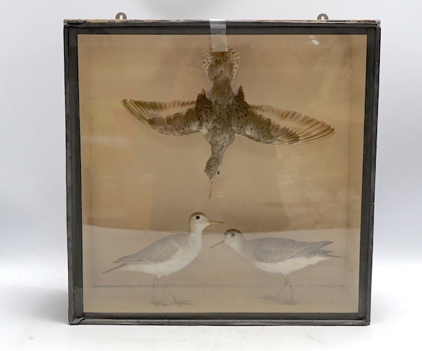 A cased taxidermy group of three Common Sandpipers from the ‘Frank & Millie Bells’ collection, case measures 38cm wide. Condition - good                                                                                    