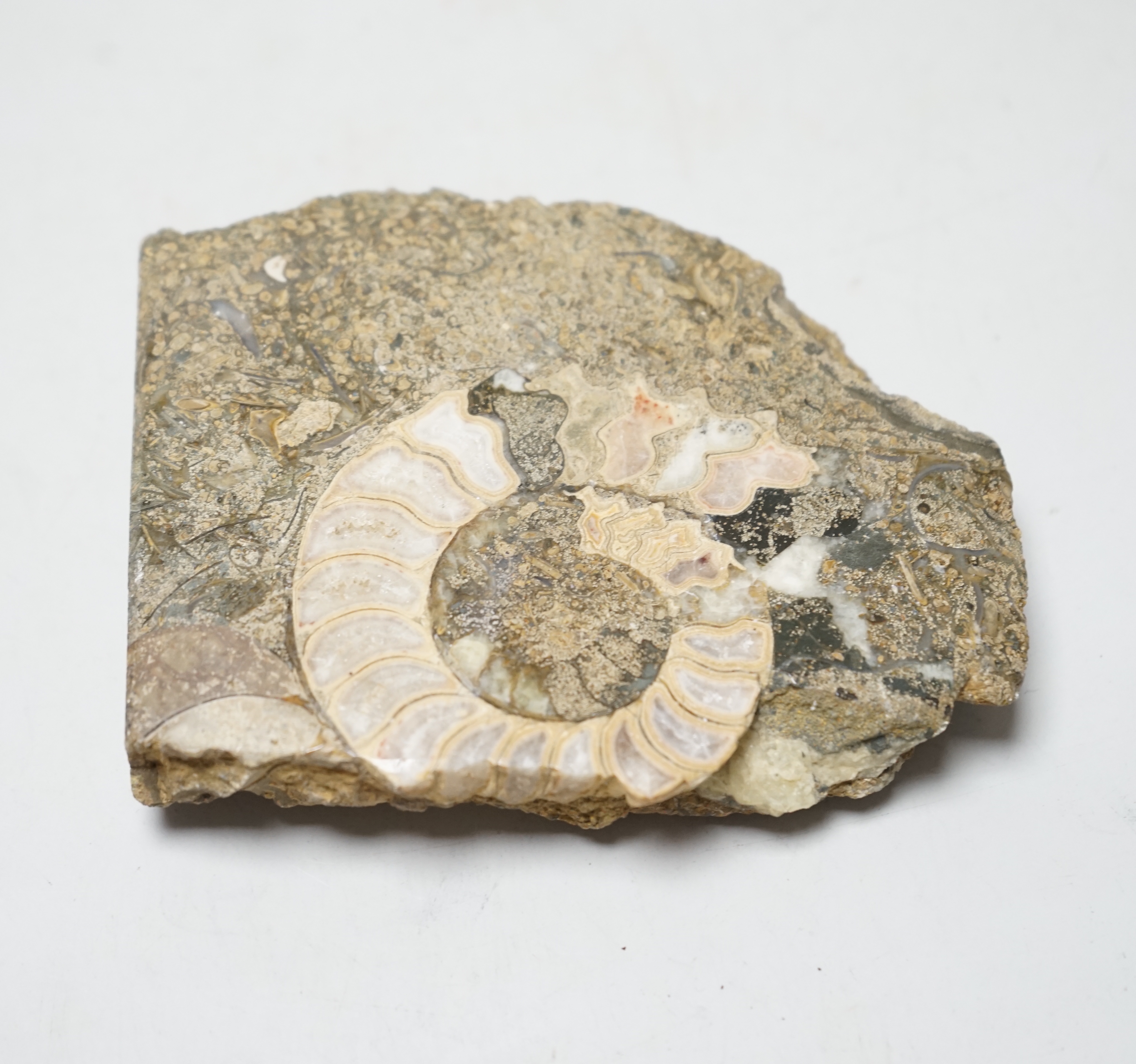 A polished ammonite fossil, 10cm wide                                                                                                                                                                                       