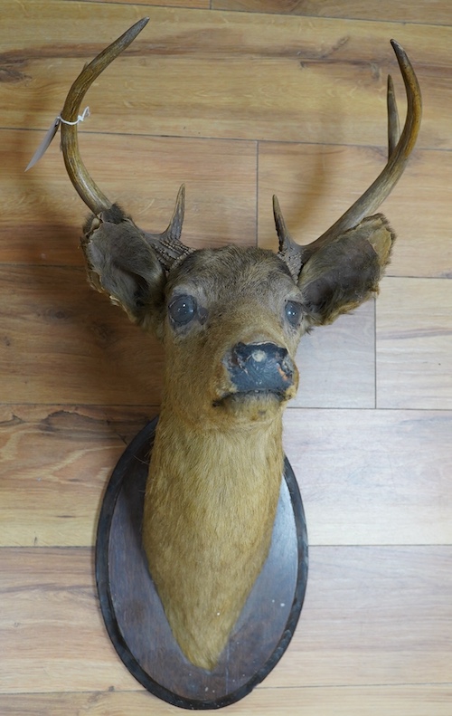 An early 20th century taxidermy deer head, oak plate bears ‘Crosby Frisian Fur Co.’ label. Condition - poor (split ears)                                                                                                    