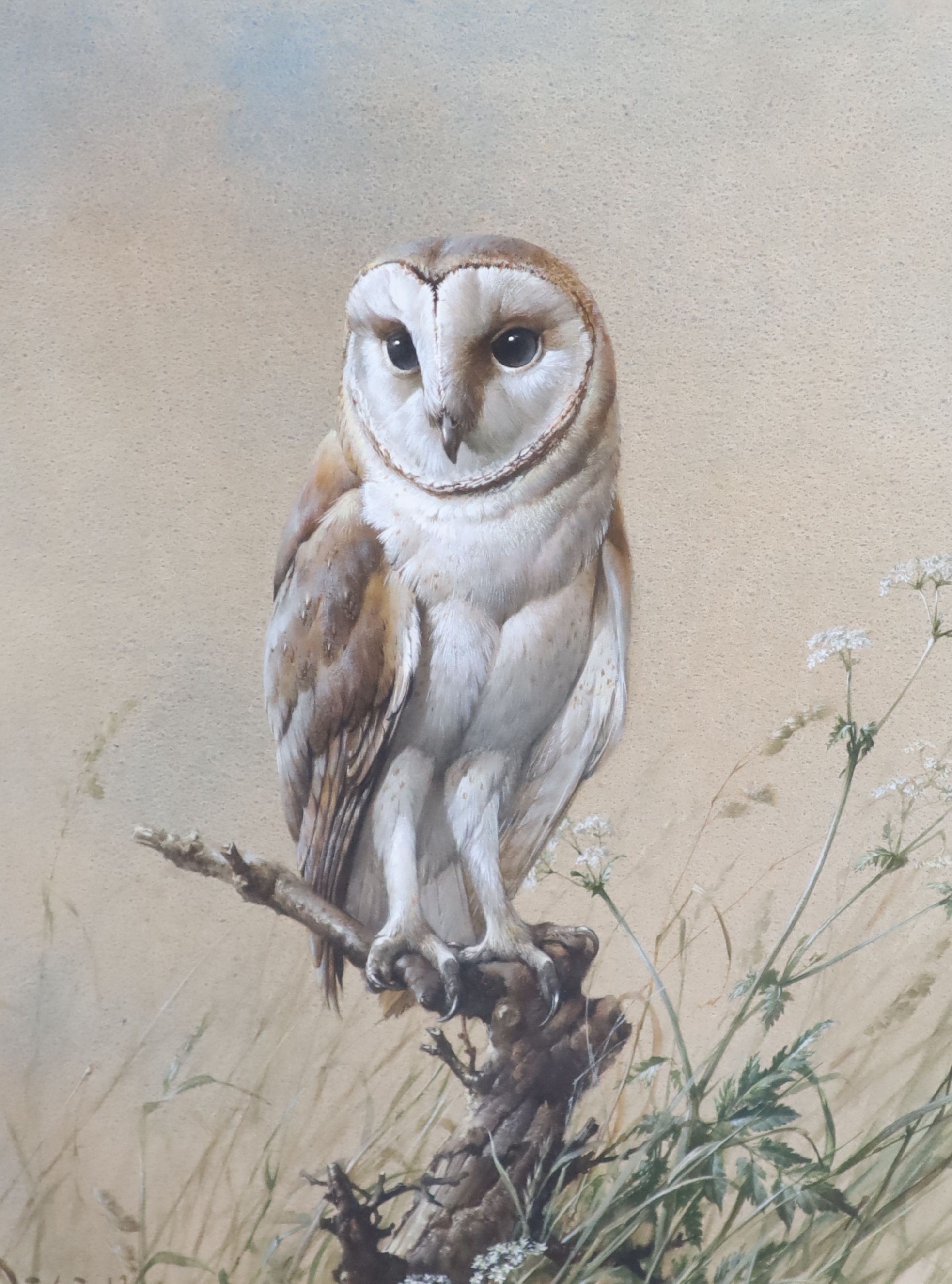 Edwin Penny (1930-2016), Barn Owl, watercolour, 51 x 37cm.                                                                                                                                                                  