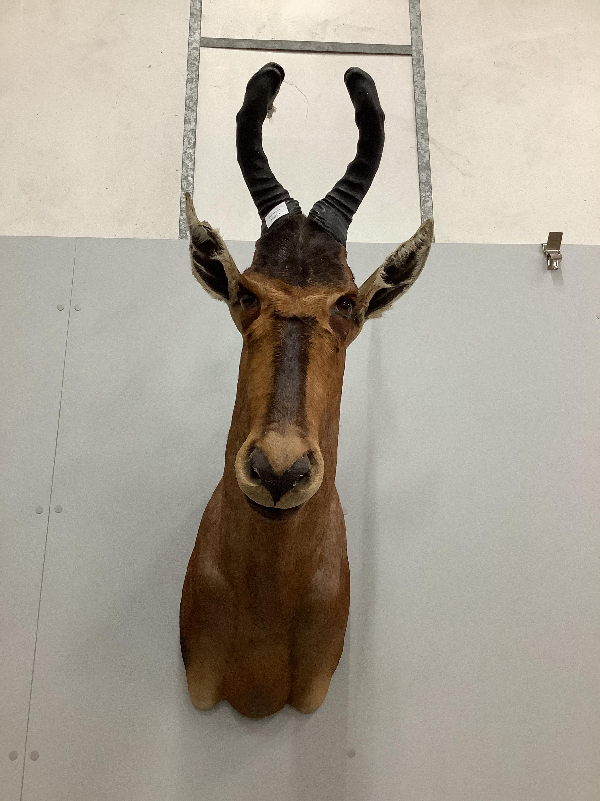 A taxidermy Red Hartebeest head and a Blesbok head, largest height 110cm                                                                                                                                                    