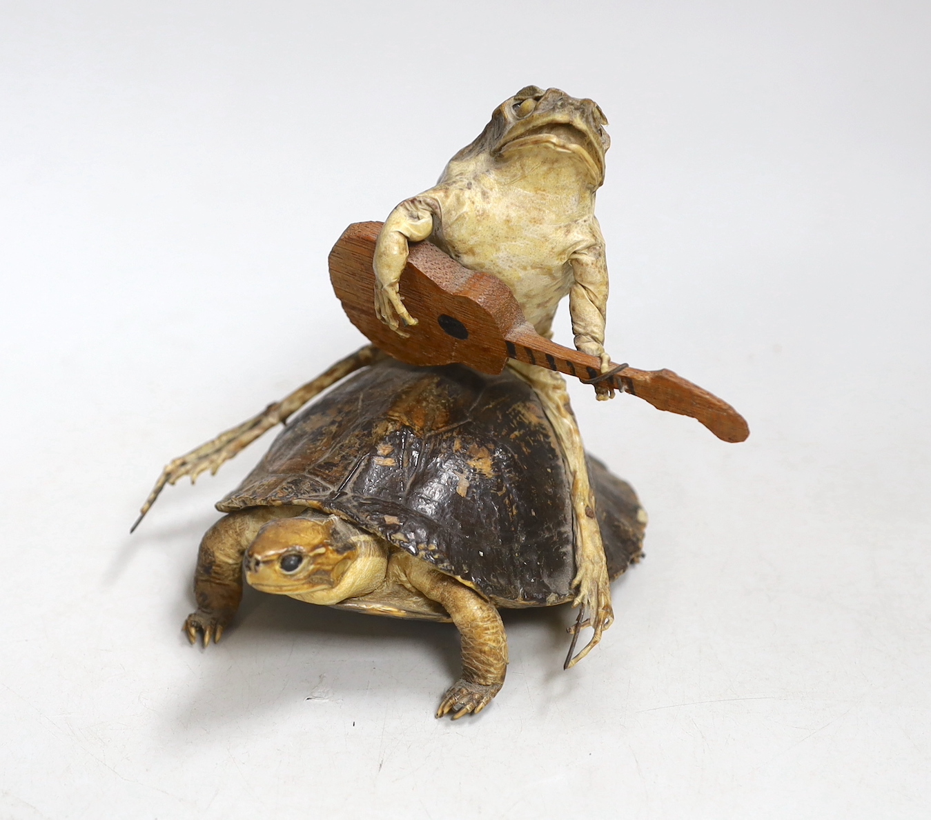 A taxidermic model of a guitar strumming toad riding a terrapin, 12cm                                                                                                                                                       