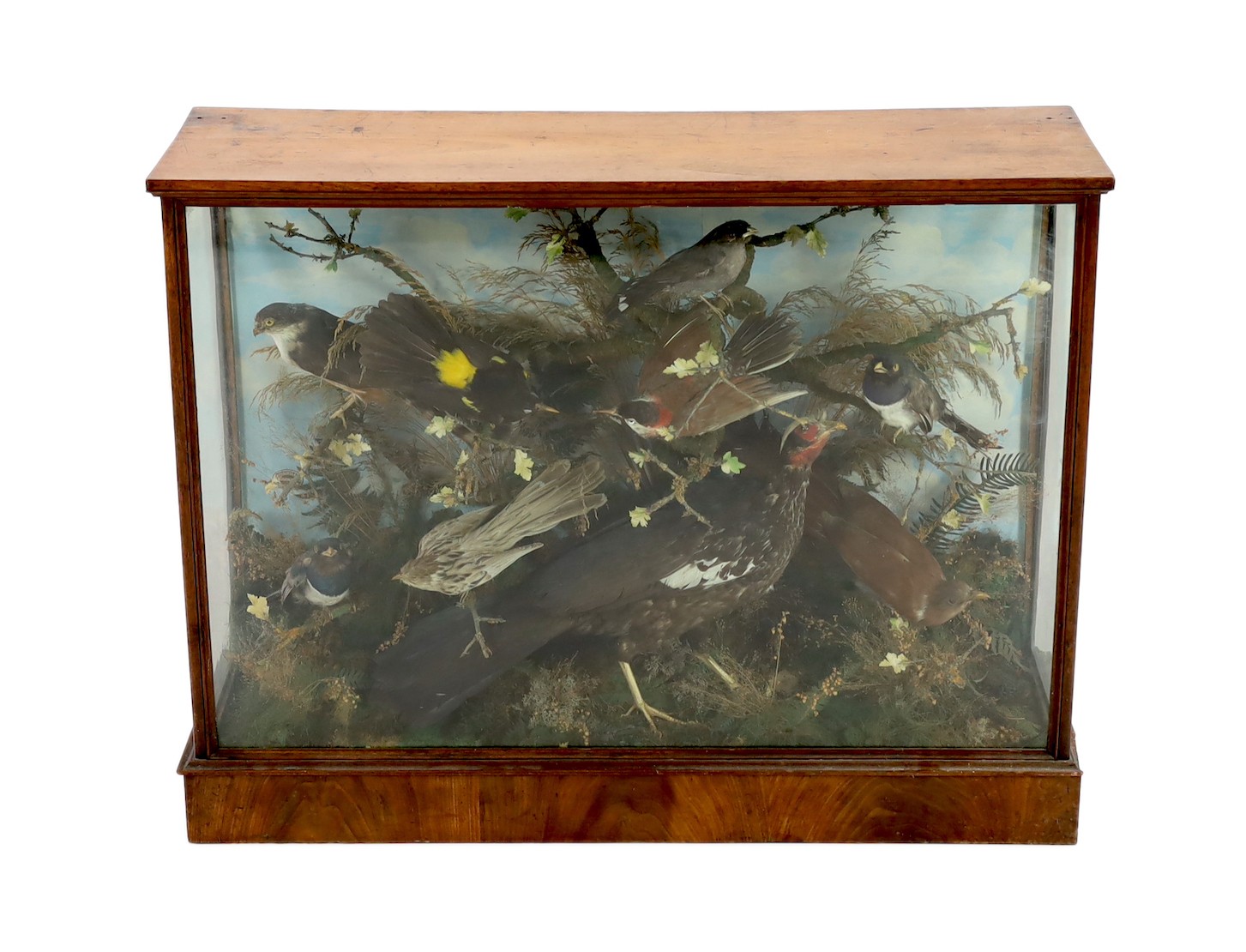 A Victorian taxidermic display of exotic and other birds, 92cm wide, 30cm deep, 70cm high                                                                                                                                   