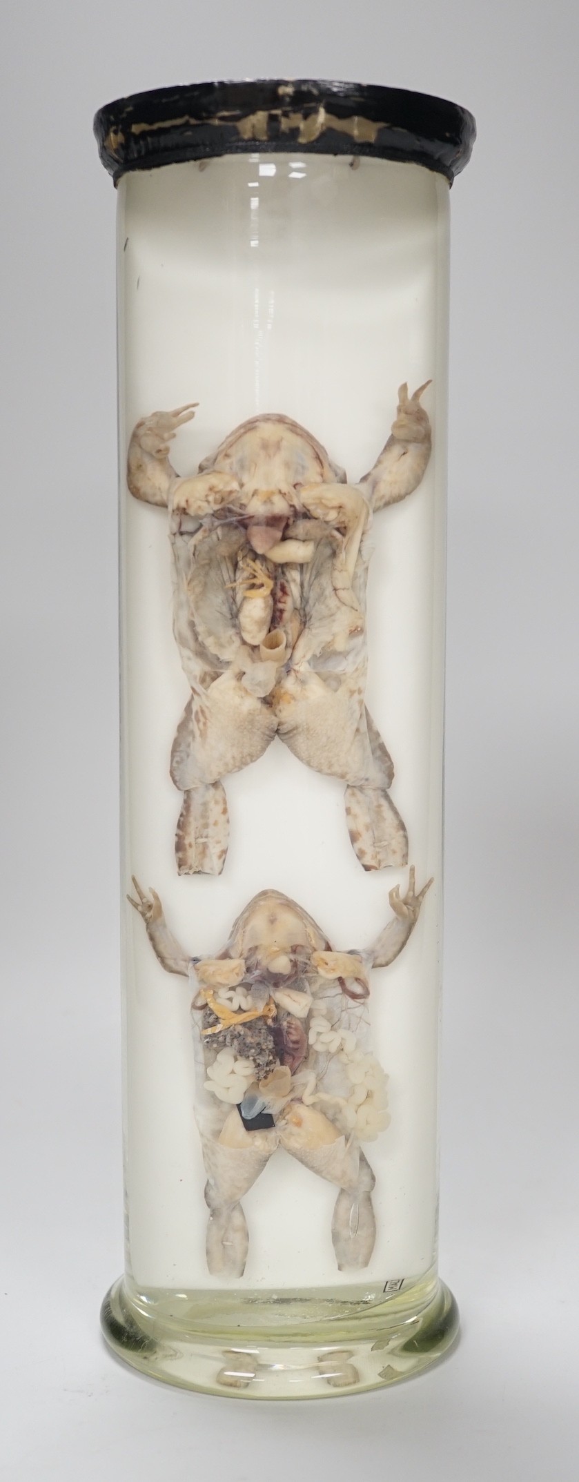A biological specimen - Rana Temporaria (Common frog) reproductive systems, male and female forms, prepared by Flatters and Garnett, Manchester, circa 1920's/30's. 31cm high                                               