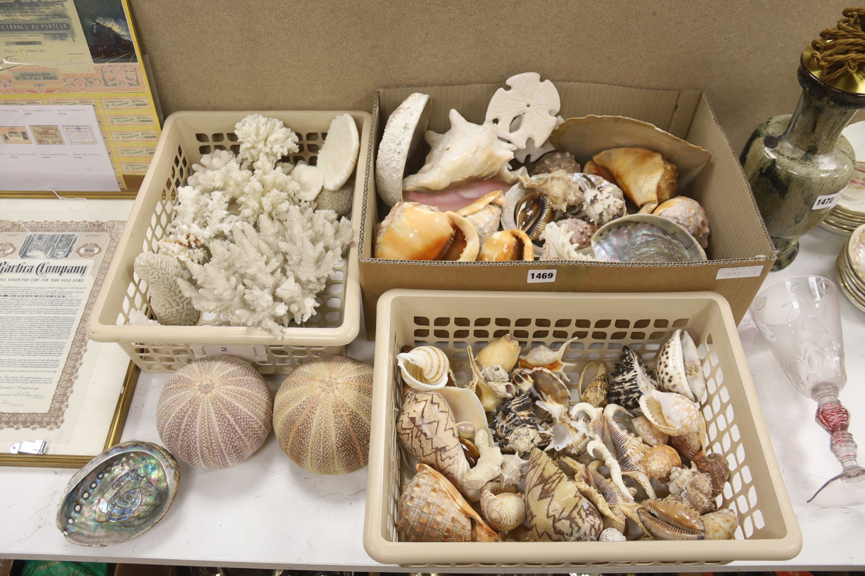 A large collection of assorted reef coral, tropical sea shell specimens etc.                                                                                                                                                