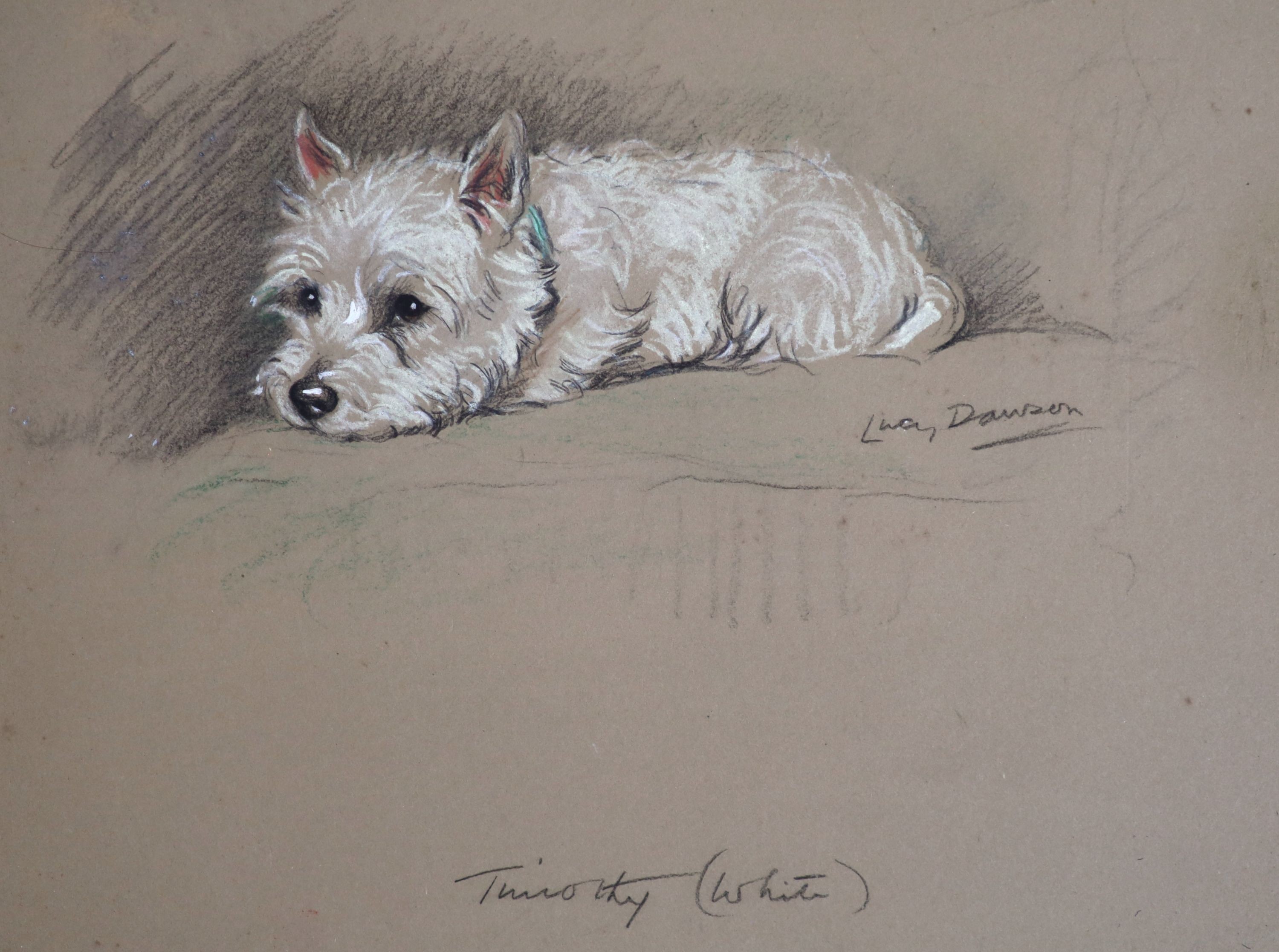 Lucy Dawson (1875-1954), Timothy (White), Pastel, 21 x 27.5cm.                                                                                                                                                              