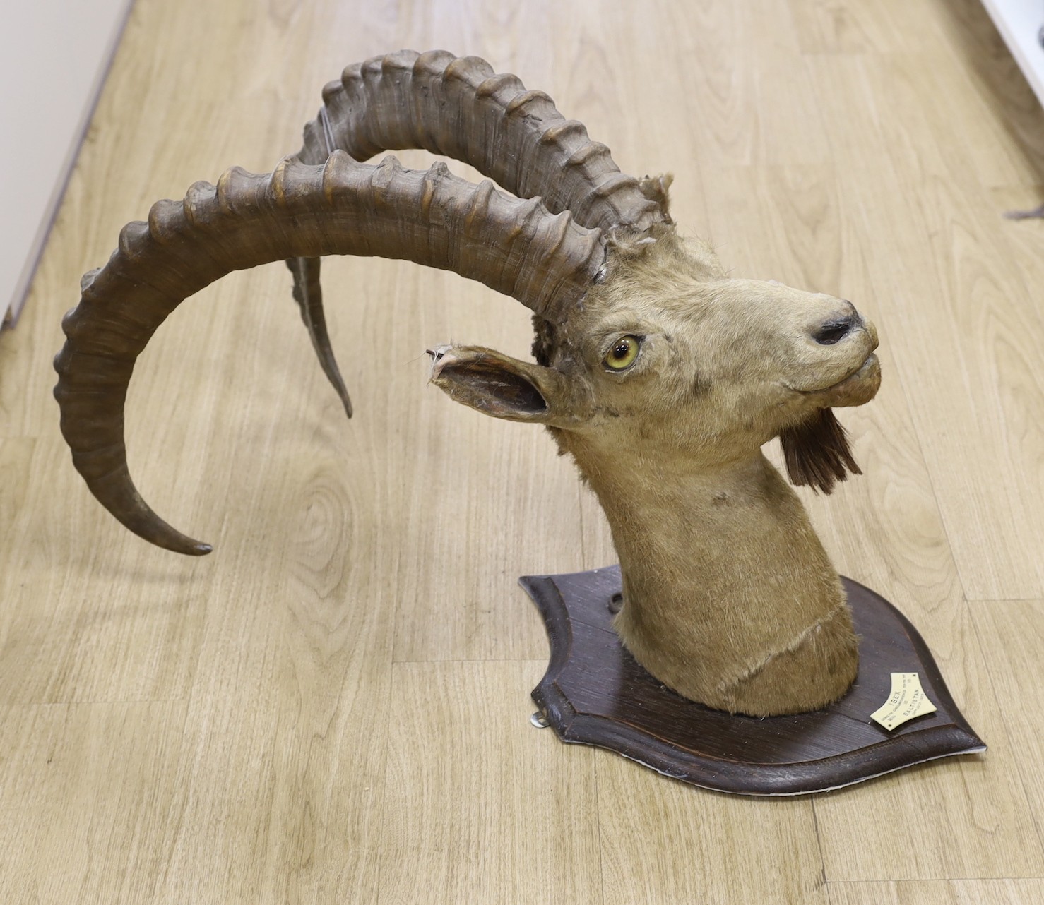 A taxidermy Ibex on shield shaped wooden mount, ivorine label ‘Baltistan 24th July 1908’, 87 cms high.                                                                                                                      