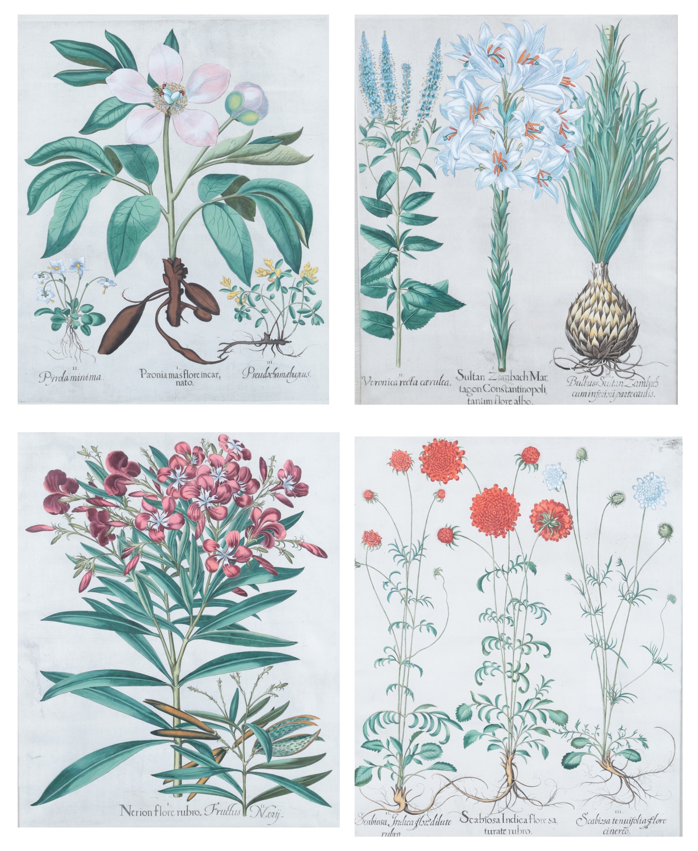 A set of four botanical plates after Basilius Besler (German, 1561–1629)